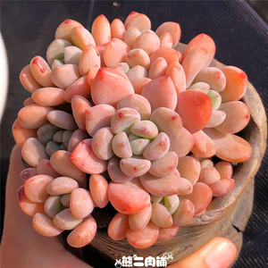 9包邮】玉如意多肉植物一物一拍熊二肉铺