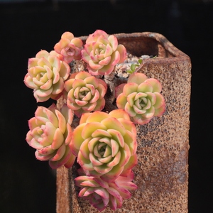 21晨露老桩 古木派多肉花园一物一拍悬崖瀑布老桩晨露