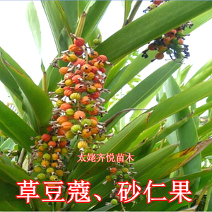 草豆蔻叶子良姜新鲜草果砂仁花朵果实草蔻白豆蔻益智仁飞雷子果子