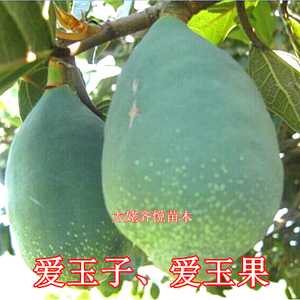 爱玉果叶子爱玉果苗入药新鲜玉枳枳仔草枳仔澳浇爱玉子苗果子果实