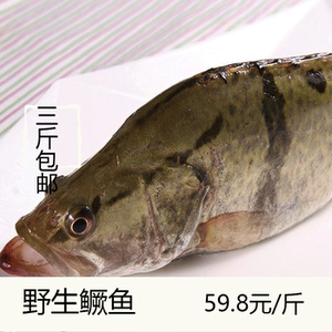 丹江口正宗野生新鲜鱼鳜鱼桂鱼活体现杀鳜花桂花季花鱼料理淡水鱼