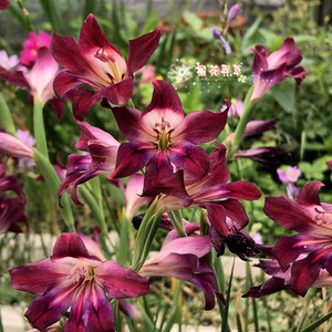 秋植盆栽 原生剑兰misty rose种球多年生不退化