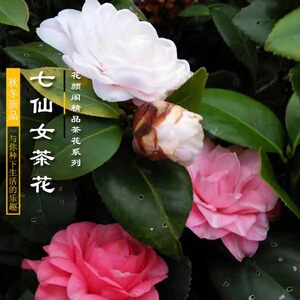 精品茶花七仙女