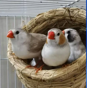 鸟/珍珠鸟/企鹅珍珠鸟/宠物鸟/母鸟