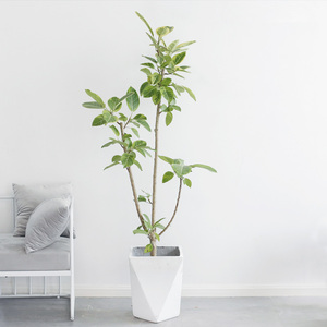 青叶橡皮树真绿植大盆栽客厅黄金榕盆景北欧ins风吸甲醛好养植物