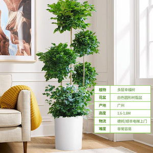 【128元】幸福树绿植大型盆栽大老桩室内客厅四季常绿好养植物