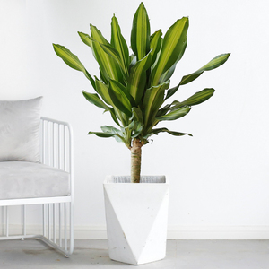 金边巴西木大盆栽巴西铁植物好养绿植室内客厅净化空气除甲醛绿植