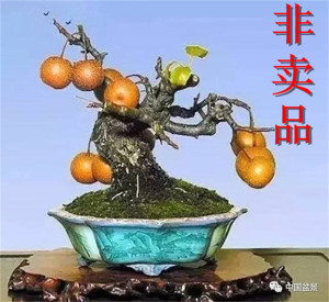 原生棠梨盆景室内办公桌阳台庭院美观绿植盆栽疙瘩摆件