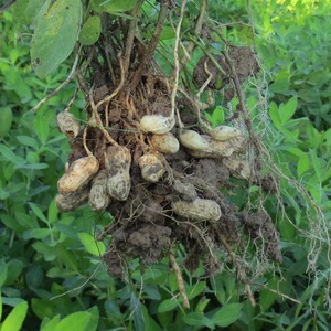 崇明新鲜花生 生湿花生带泥新货农家自种带壳山花生 现挖现卖500g