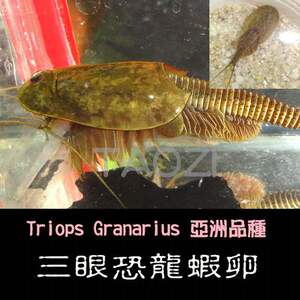 三眼恐龙虾鲎虫