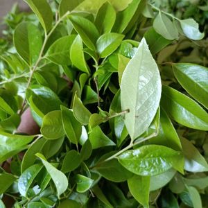 江西现摘野生南烛叶乌饭叶乌饭草黑饭叶新鲜乌米叶树叶乌稔叶包邮