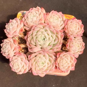 韩系女王系手捧花白月影多头群生白女王杂交精品多肉植物一物一拍