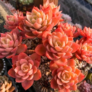 精品丝绸面纱老桩群生红鹤多头一物一拍大颗好养盆栽绿植多肉植物