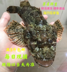 003人付款淘宝广东天然石崇鱼虎头鱼老虎鱼石头鱼鲜活