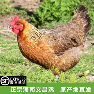 正宗海南文昌鸡椰子鸡白切鸡农家新生鲜月子鸡土鸡柴鸡笨草鸡顺丰