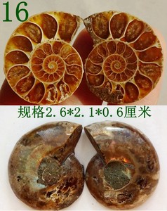 天然古生物海胆海星三叶虫菊石斑彩螺动物昆虫斑彩螺化石开片2656