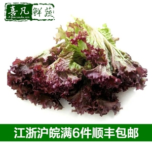 【喜凡鲜蔬】新鲜红叶生菜500g 紫叶生菜 罗莎红 色拉沙拉