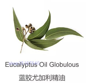 蓝胶尤加利精油10ml完全挥发纯单方植物澳洲桉树精油香薰厂家直销