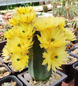 仙人球 微刺虾 2一3厘米 防辐射仙人球