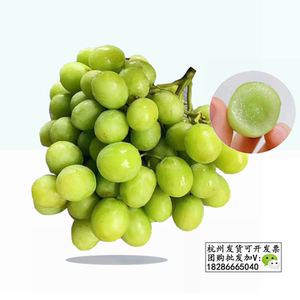 澳洲进口甜地球秋天脆无籽青提纯甜无酸新鲜水果提子当季水果顺丰