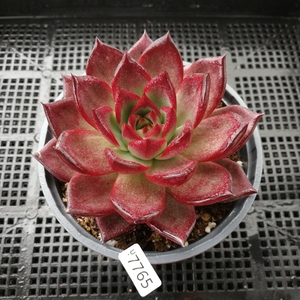 【精选一物一拍】大盆柏拉图(难养)暗纹东云系,9-11cm盆,多肉