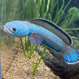 金尘雷龙鱼好养耐活冷水鱼观赏鱼活体印度养定规格12-18厘米