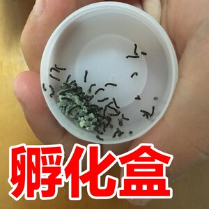 蚕卵孵化盒蚕籽蚕蛋小巧便于携带食品级卫生保温保湿透明便于观察