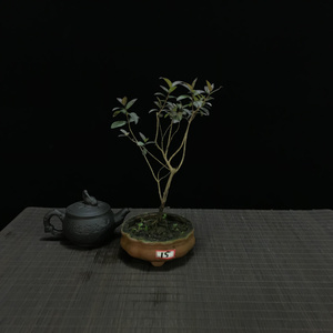 印度檀香木盆景 正宗白檀盆栽 微型盆景 紫砂盆盆景 实物掌上盆景