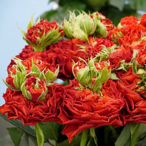 h05红色眼睛/刺激exciting青莲居欧洲月季ht四季大花花店花卉种苗