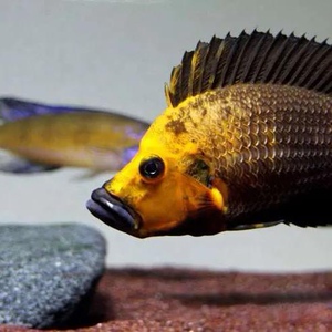 黄金虎 金头面具虎 黑喷虎 贝壳虎 三湖慈鲷坦湖虎鱼合集 3条起发