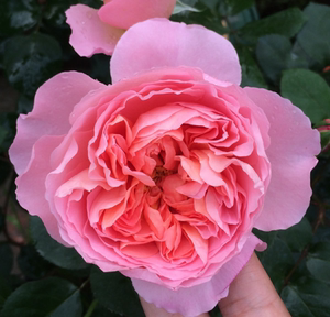 舍农索城堡月季