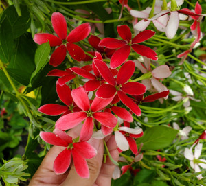 直立使君子 庭院阳台 爬藤 浓香 勤花花期长