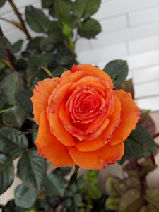 橙色宝石新品种月季花四季庭院盆栽丰花大花卉小苗