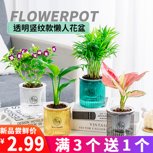 新品塑料自动吸水懒人早安花盆水培免浇水桌面绿植盆栽多肉透明