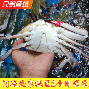 500克北京闪送鲜活公母海蟹残蟹梭子蟹飞蟹满肉掉退螃蟹2-3只/斤
