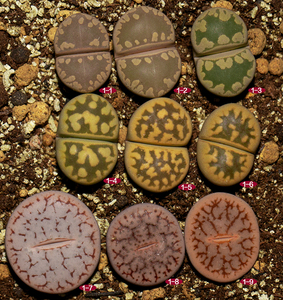 熊童多肉 成株大津绘c350 c285 c245 番杏生石花屁股花 一物一拍