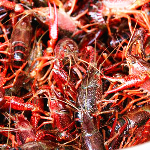 活小龙虾鲜活2斤