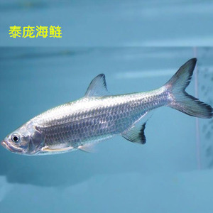 海莲鱼