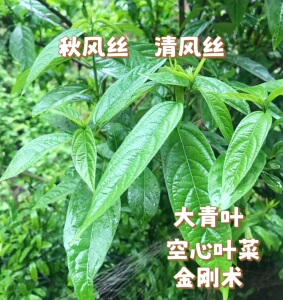 浙江温州永嘉秋风丝清风丝野菜野生金刚术大青叶空心菜清凉现采