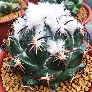 稀有实生钢钉凤舞强刺顶花之王收藏级名品美刺仙人球多肉植物盆栽
