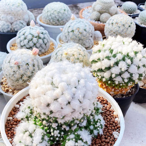 稀有乳突球雪顶雪糕日系雪绒影清一物一拍仙人球多肉植物趣味盆栽