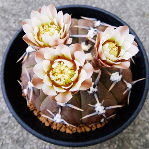 实生紫皮裸萼球属强刺怪龙丸仙人球防辐射好养开花多肉植物小盆栽