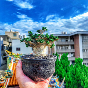 实生迷你卷叶卡汉羊角沙漠玫瑰室内阳台稀有块根多肉植物盆栽花卉