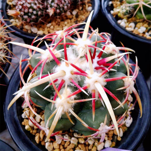 黄珍2014711淘宝多肉植物仙人球瘤玉球属大红鹰大统领鹤巢眠狮子