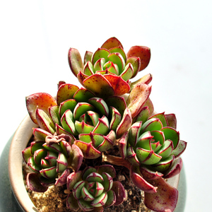 丹尼尔多肉老桩