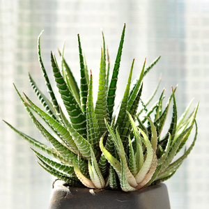 gt植物【十二卷锦】【鼓笛/古笛】硬叶十二卷 多肉盆栽