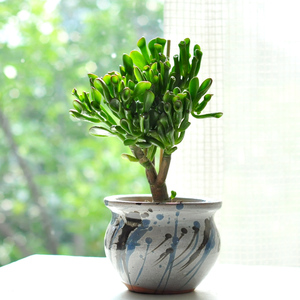 gt植物 多肉植物【吸财树/筒叶花月】老桩多肉耐半阴 满48包邮