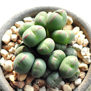 【口笛】肉锥群生mini小可爱 多肉创意盆栽 带瓷盆含盆含土gt植物