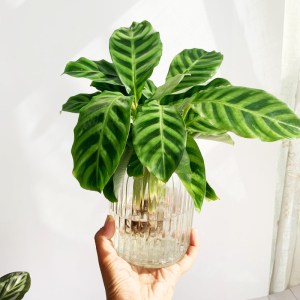 水培植物小仙女天鹅绒竹芋客厅办公桌室内花盆栽水养ins桌面绿植