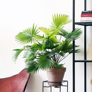袖珍矮蒲葵棕榈树观叶盆栽圆叶小蒲葵桌面热带植物室内外阳台盆栽